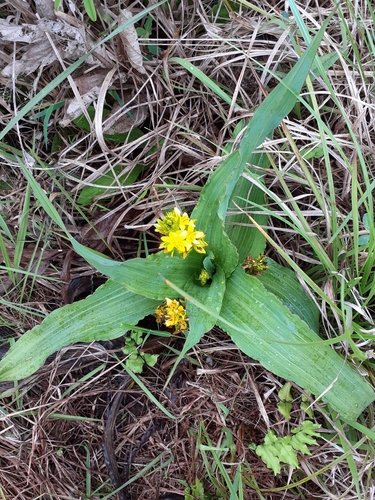 Broad-leaved hypoxis (Hypoxis colchicifolia)