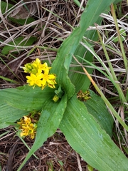 Hypoxis colchicifolia