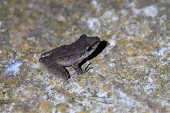 Pristimantis achatinus