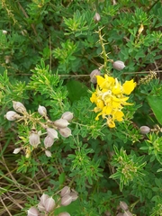 Crotalaria dura