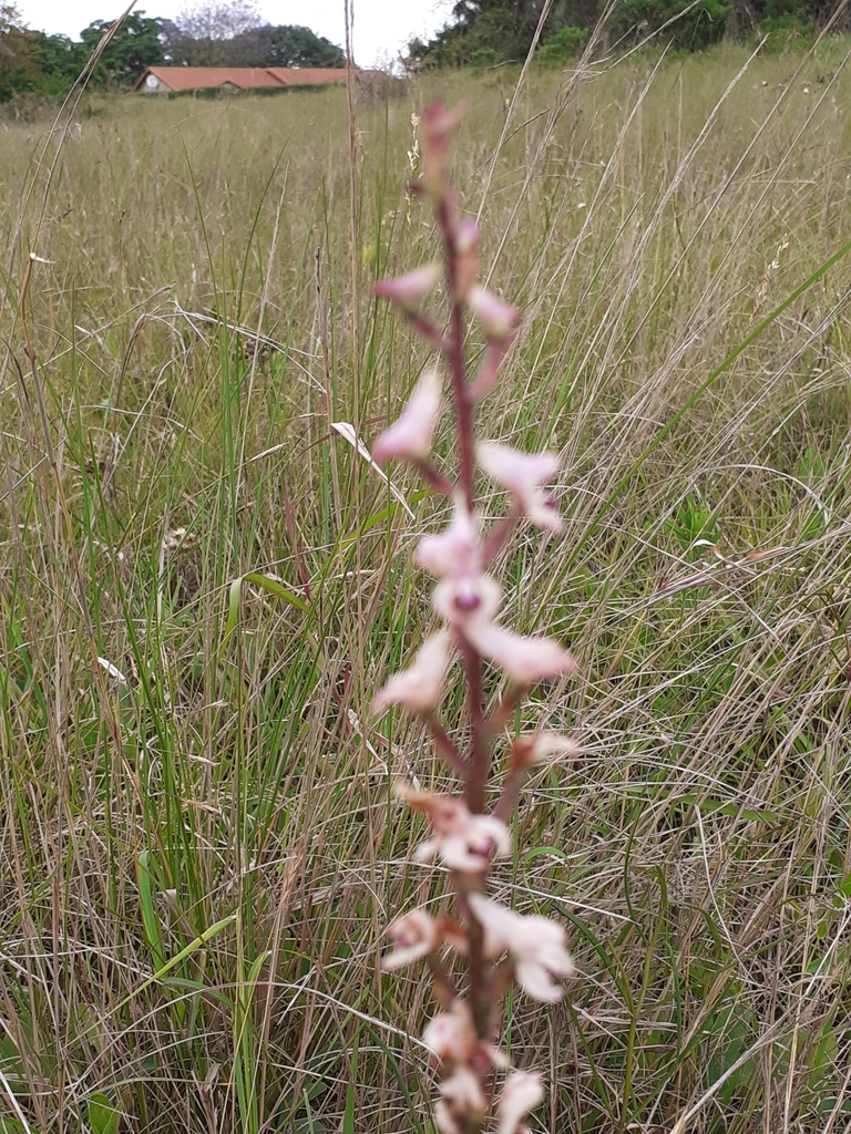Disa aconitoides
