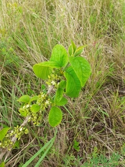 Vanguerieae