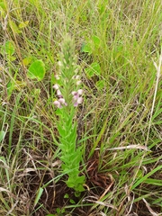 Brachycorythis pubescens