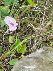 Sphenostylis angustifolia