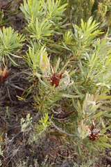 Protea burchellii × lepidocarpodendron