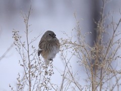 Carpodacus sibiricus