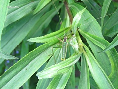 Acanthorintes tauriformis