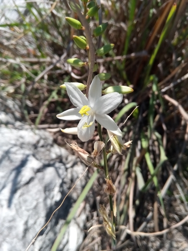 Chlorophytum image