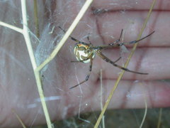 Latrodectus hesperus