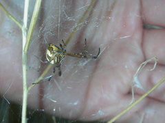 Latrodectus hesperus