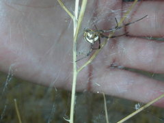 Latrodectus hesperus