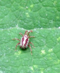 Erythraeoidea