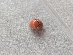 Micraspis discolor