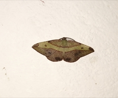 Hypochrosis hyadaria