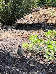 Zonotrichia leucophrys