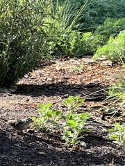 Zonotrichia leucophrys