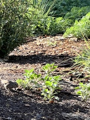 Zonotrichia leucophrys