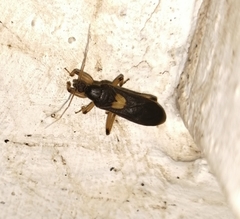 Ectomocoris