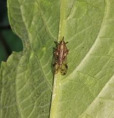 Avephora maculata
