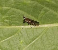 Avephora maculata