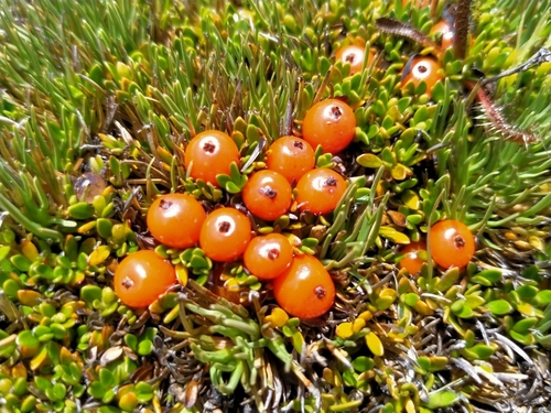 Coprosma perpusilla Colenso