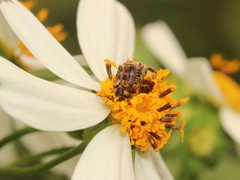 Dasyvalgus formosanus