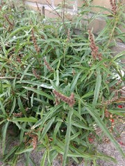 Amaranthus muricatus