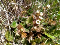 Geum leiospermum