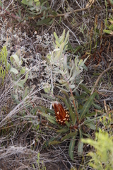 Protea burchellii × lepidocarpodendron