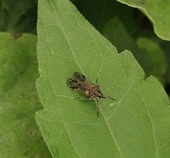 Avephora maculata