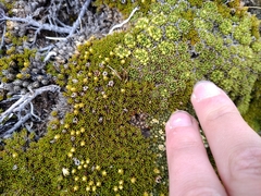 Dracophyllum muscoides