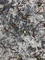 Poecilolepis maritima