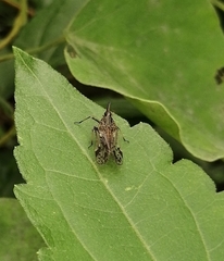Avephora maculata