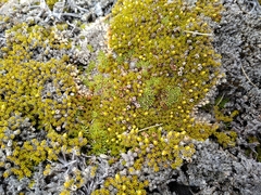 Dracophyllum muscoides