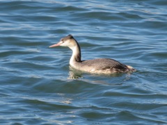 Podiceps cristatus