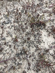 Poecilolepis maritima