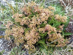 Anisotome aromatica
