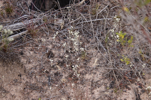 Image of Helichrysum indicum by (c) Tony Rebelo, some rights reserved (CC BY-SA)