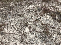 Poecilolepis maritima