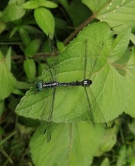 Hylaeothemis apicalis