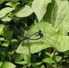 Hylaeothemis apicalis