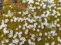 Dracophyllum muscoides