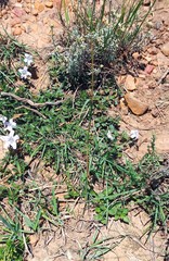 Ruellia pilosa