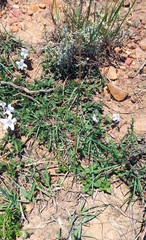 Ruellia pilosa