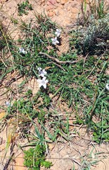 Ruellia pilosa