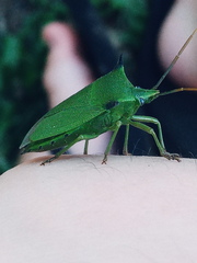 Biprorulus bibax