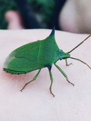 Biprorulus bibax