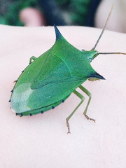 Biprorulus bibax