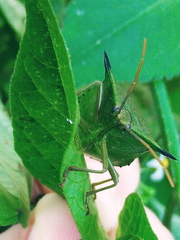Biprorulus bibax