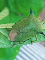 Biprorulus bibax